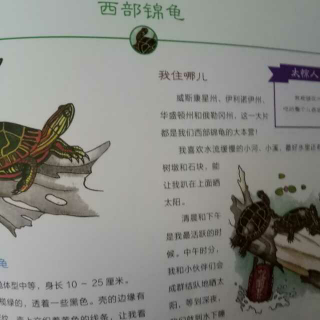 西部锦龟和木纹龟