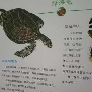 沙漠地鼠龟和绿海龟