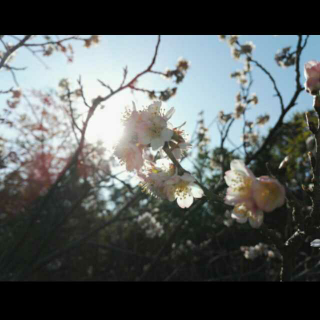 在庭院，醉卧花荫     | 小镇的诗