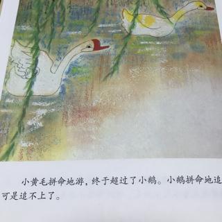 小鸭子学游泳