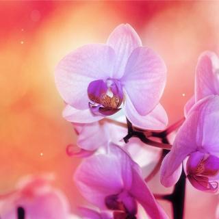 鲜花和星星金波