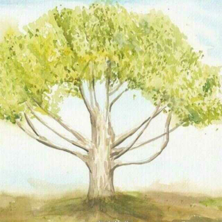 苏苏读故事之 树