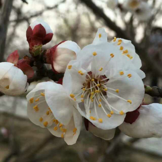 你好！四月  作者:  芳菲四月