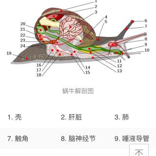 有趣的蜗牛