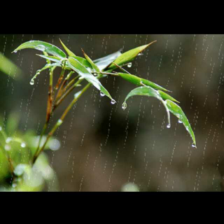 春雨初霁