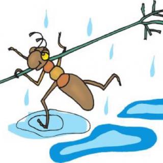 雨天里的小蚂蚁🐜