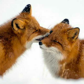 【晚安童话】两只石狐狸