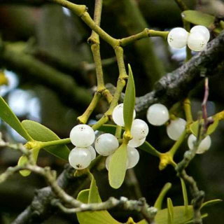 【槲寄生】在线收听_三月初开_荔枝