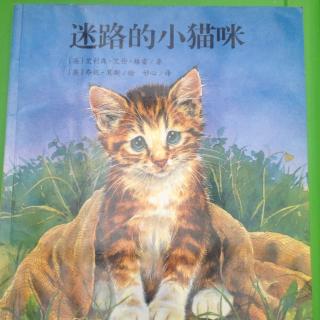 《迷路的小猫咪》