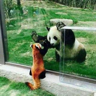 小熊猫是大熊猫的宝宝吗