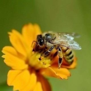 蜜蜂-蜂箱是蜜蜂的家-大英儿童百科全书2B
