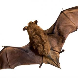 蝙蝠-他会飞但绝不是鸟-大英儿童百科全书2B