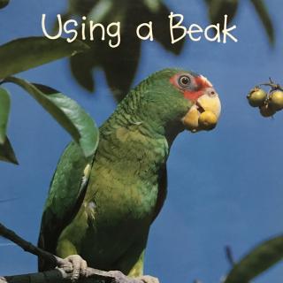 Using a Beak