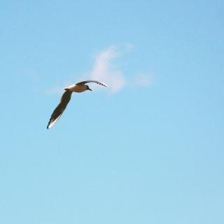 3.20《海燕》—高尔基