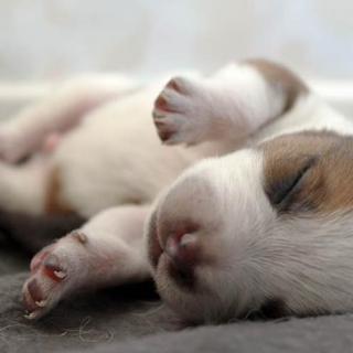 为什么有时候需要“let sleeping dogs lie”?