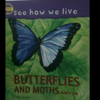 《蝴蝶和飞蛾》自然传奇 绘本故事 第46天