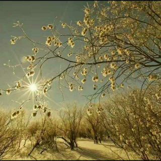 《生命，是一树花开》余秋雨