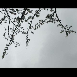 《落花有感》刘丽20170324