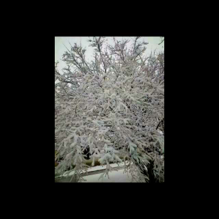 毛泽东《沁园春.雪》