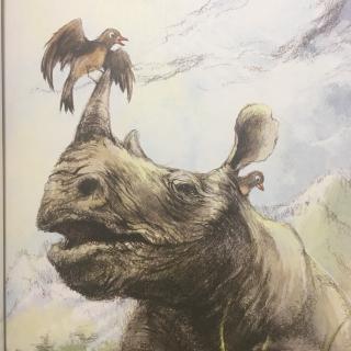 犀牛鸟吃犀牛肉图片