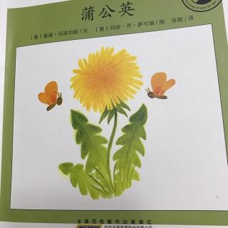 小小自然图书馆   蒲公英