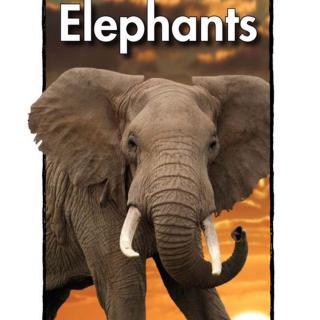 Elephants | Level N | Reading a-z