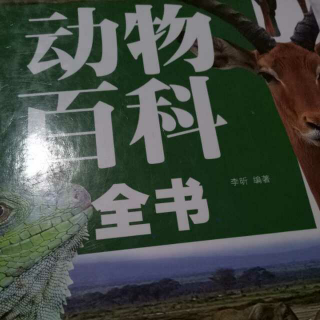 动物分类