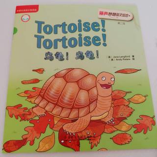 Tortoise, tortoise
