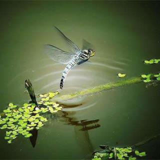 你是一只蜻蜓，点过我的湖心