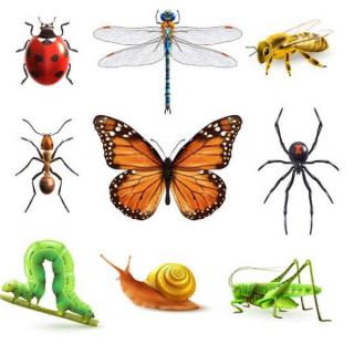 昆虫和其它小型动物
