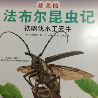 铁嘴伐木工天牛