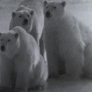 20170327 3.The Polar Bear