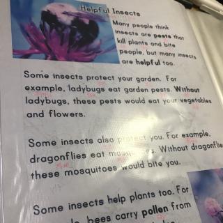 helpful insects 小文