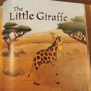 The little giraffe