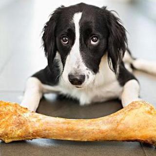 你家狗狗会护食吗？