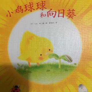 小鸡球球和向日葵