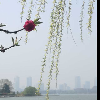 和晋陵陆丞早春游望（文/杜审言 朗读/初见）