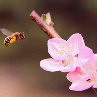 《唯美片段》作者预言 朗诵离离原上草