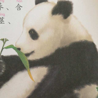 〖十万个为什么〗大熊猫只吃竹子吗