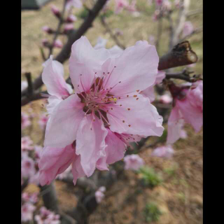 儿童节目《三个和尚》