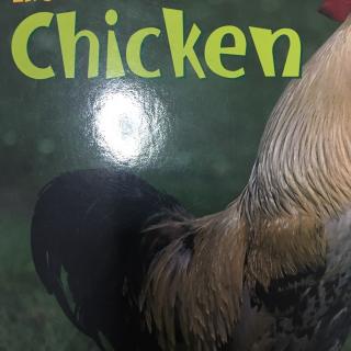 Life as a Chicken