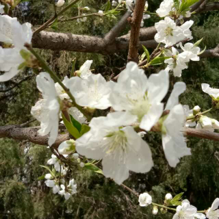 《湖口望庐山瀑布水》张九龄