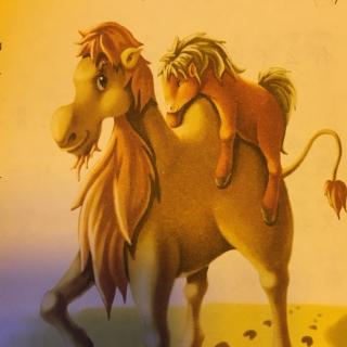 小马和大骆驼