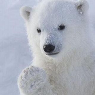 【疯狂动物园】加拿大“国兽”之争——河狸VS北极熊