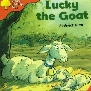 Lucky the goat
