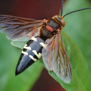 《昆虫记—聪明的猎人·节腹泥蜂下》法布尔