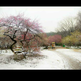 “时光惊雪，美人惊梅”