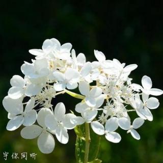 丁香花