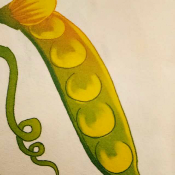 豆荚里的五粒豌豆