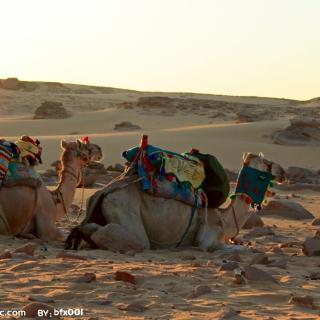 小马🐎和骆驼🐫